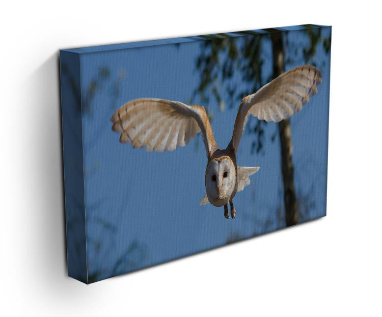 Barn Owl Print - Canvas Art Rocks - 3