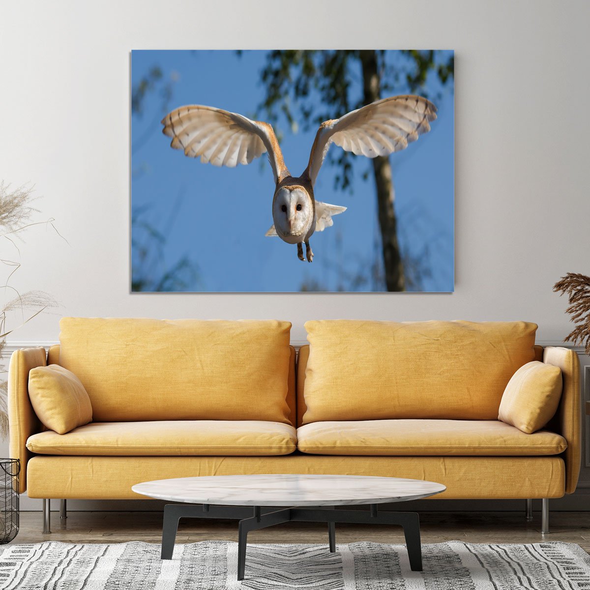 Barn Owl Canvas Print or Poster
