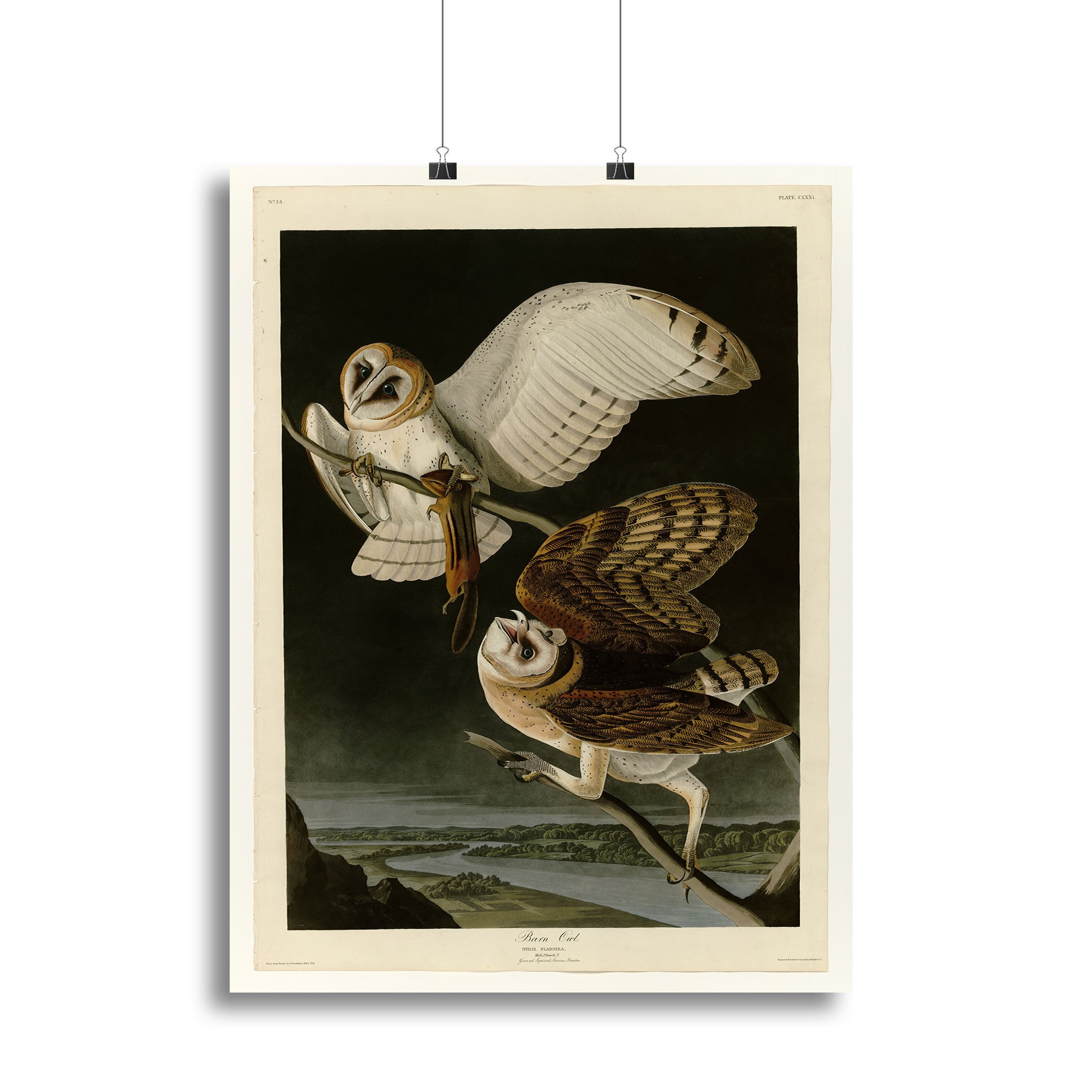 Barn Owl by Audubon Canvas Print or Poster