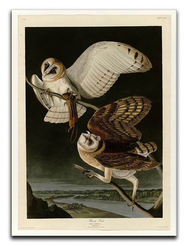 Barn Owl by Audubon Canvas Print or Poster - Canvas Art Rocks - 1
