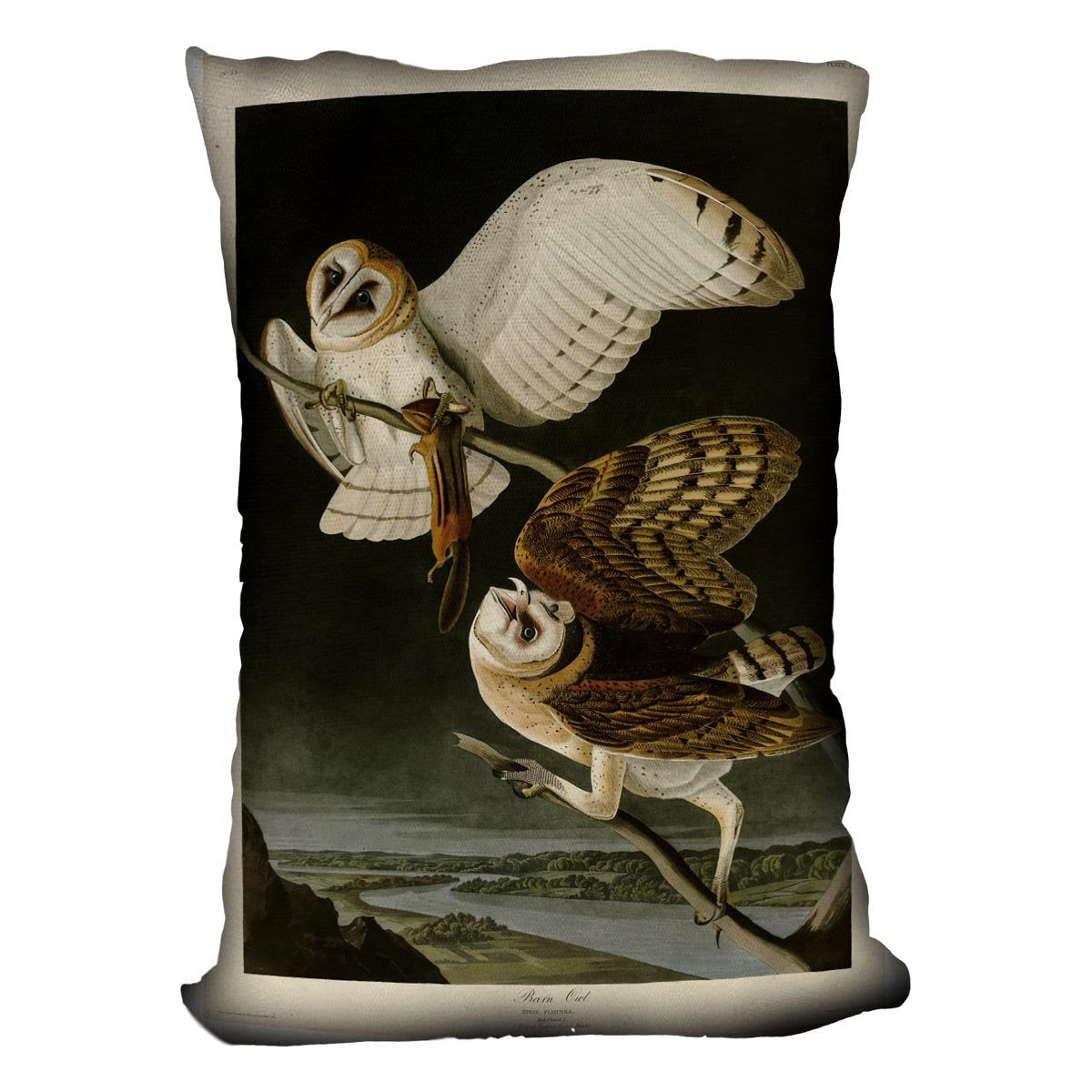 Barn Owl by Audubon Cushion