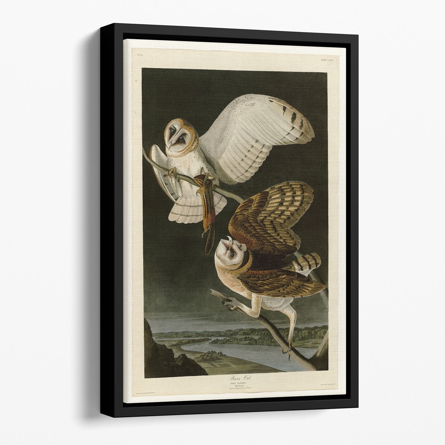 Barn Owl by Audubon Floating Framed Canvas