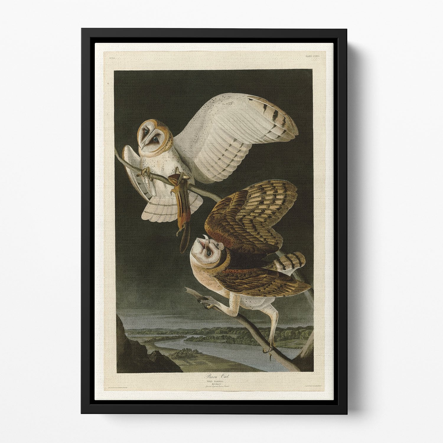 Barn Owl by Audubon Floating Framed Canvas