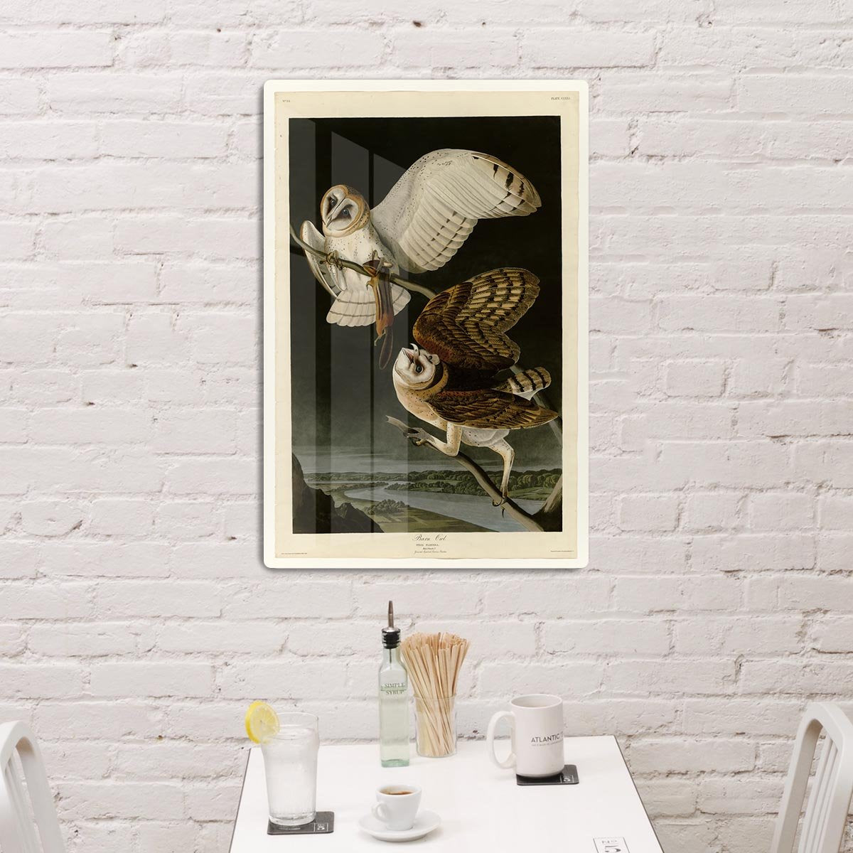 Barn Owl by Audubon HD Metal Print - Canvas Art Rocks - 3