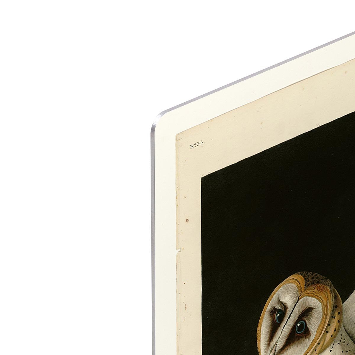 Barn Owl by Audubon HD Metal Print - Canvas Art Rocks - 4