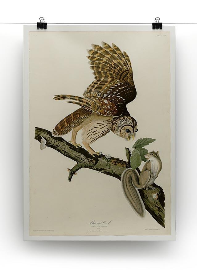 Barred Owl by Audubon Canvas Print or Poster - Canvas Art Rocks - 2