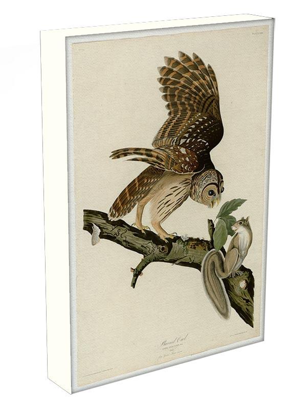 Barred Owl by Audubon Canvas Print or Poster - Canvas Art Rocks - 3