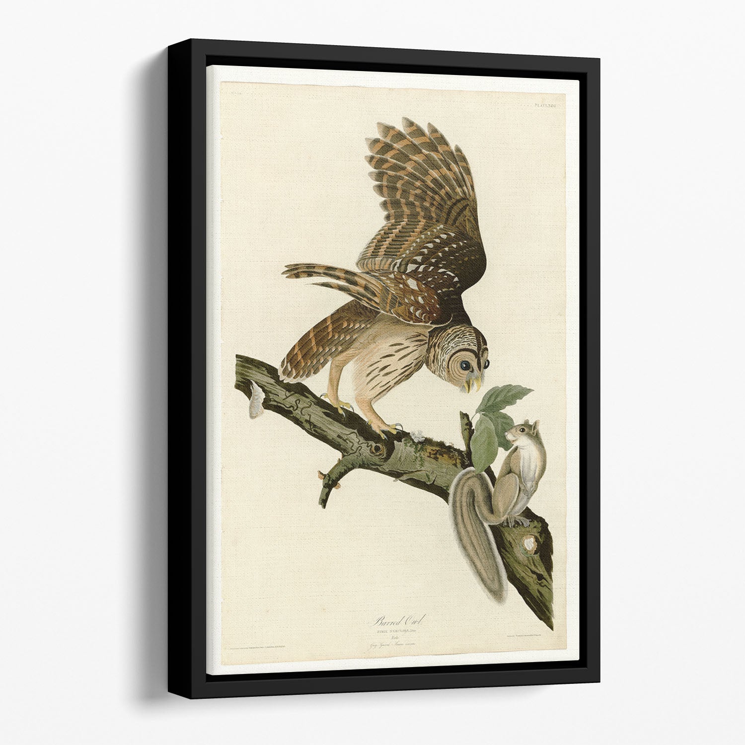 Barred Owl by Audubon Floating Framed Canvas