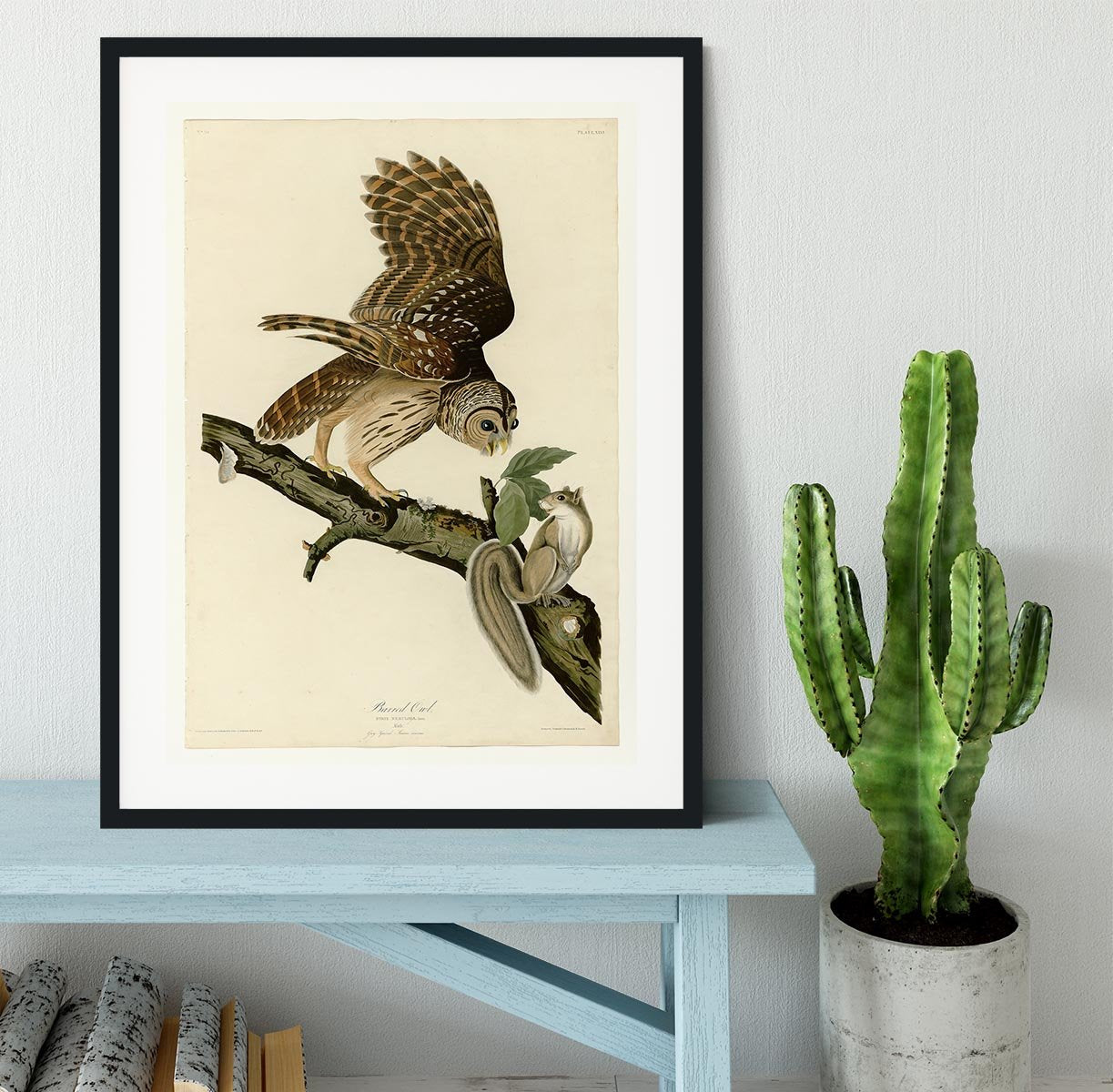 Barred Owl by Audubon Framed Print - Canvas Art Rocks - 1