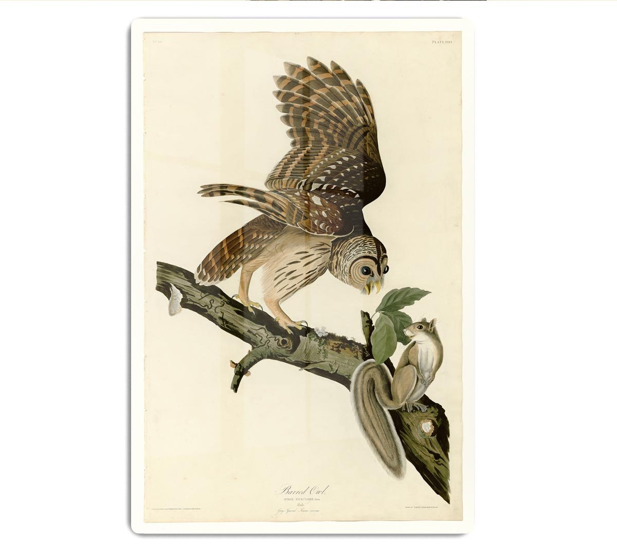 Barred Owl by Audubon HD Metal Print - Canvas Art Rocks - 1