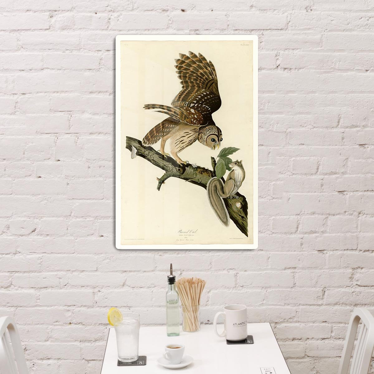 Barred Owl by Audubon HD Metal Print - Canvas Art Rocks - 3
