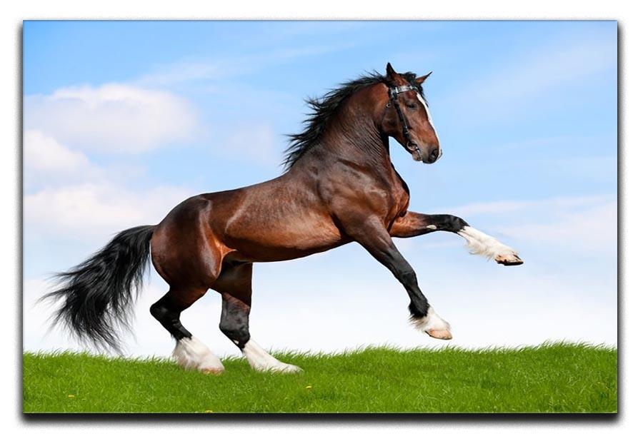 Bay horse running in field Canvas Print or Poster - Canvas Art Rocks - 1