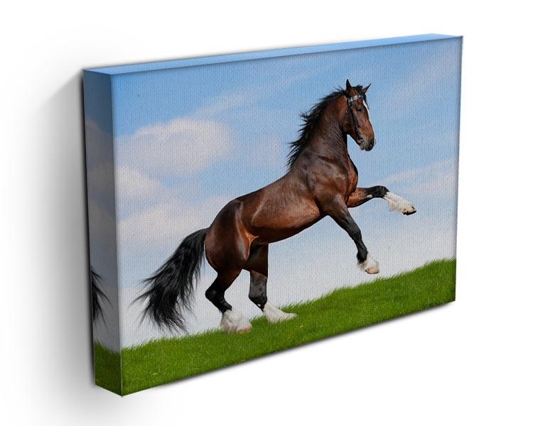 Bay horse running in field Canvas Print or Poster - Canvas Art Rocks - 3