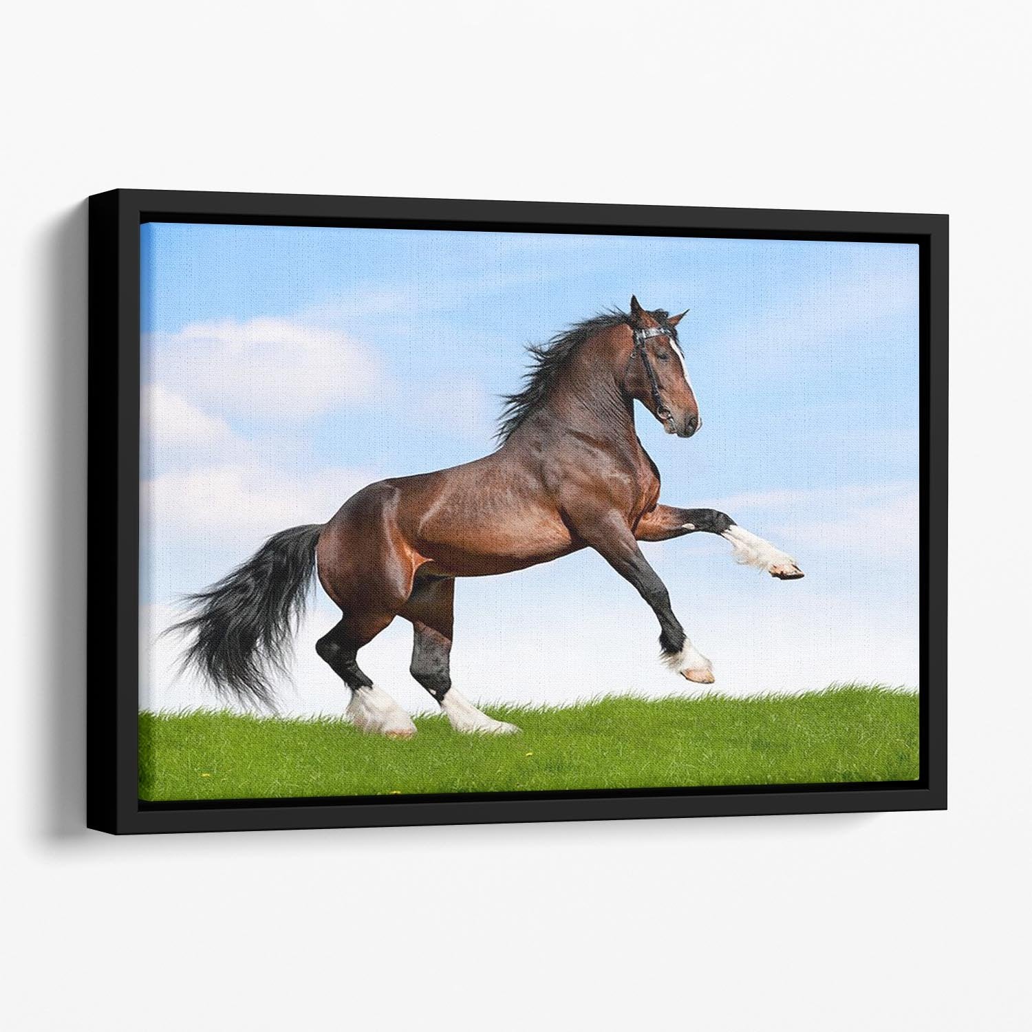 Bay horse running in field Floating Framed Canvas - Canvas Art Rocks - 1