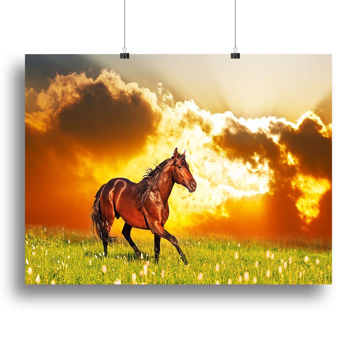 Bay horse skips on a meadow against a sunset Canvas Print or Poster