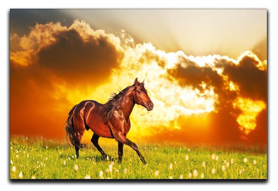 Bay horse skips on a meadow against a sunset Canvas Print or Poster - Canvas Art Rocks - 1