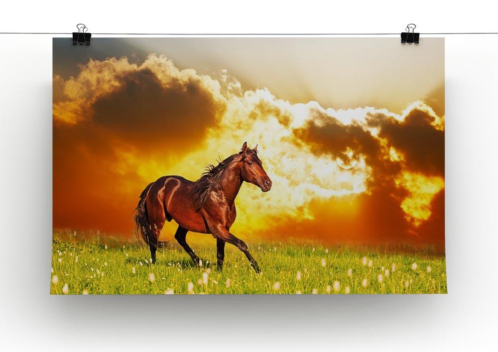 Bay horse skips on a meadow against a sunset Canvas Print or Poster - Canvas Art Rocks - 2