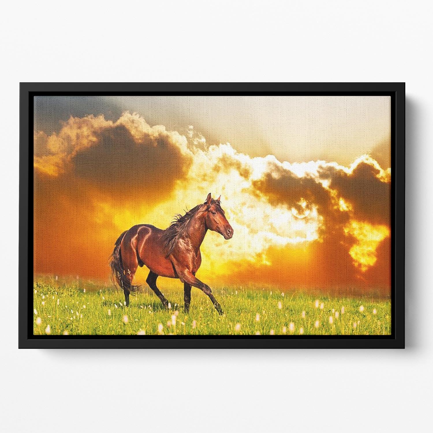 Bay horse skips on a meadow against a sunset Floating Framed Canvas - Canvas Art Rocks - 2