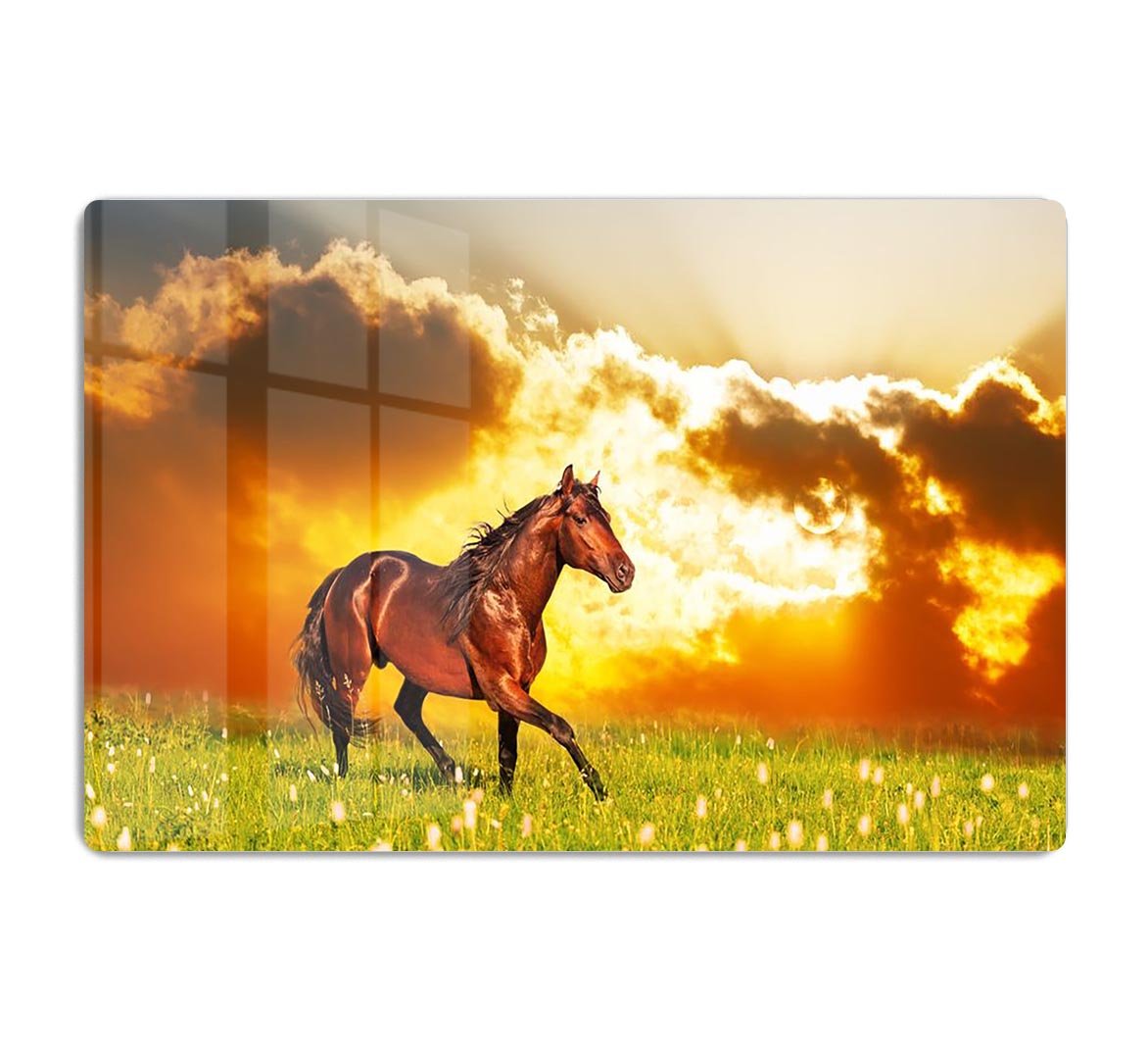 Bay horse skips on a meadow against a sunset HD Metal Print - Canvas Art Rocks - 1