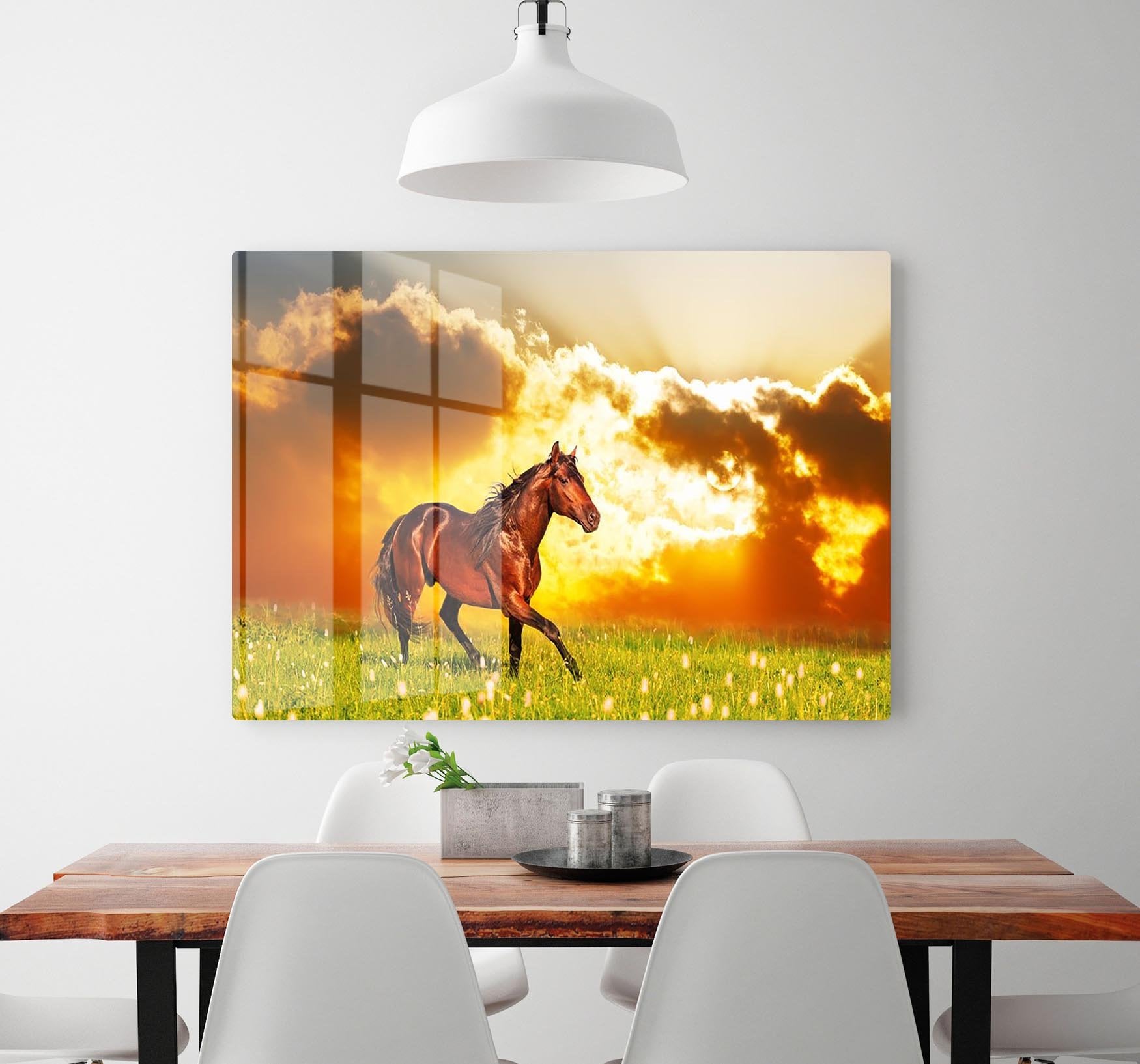 Bay horse skips on a meadow against a sunset HD Metal Print - Canvas Art Rocks - 2