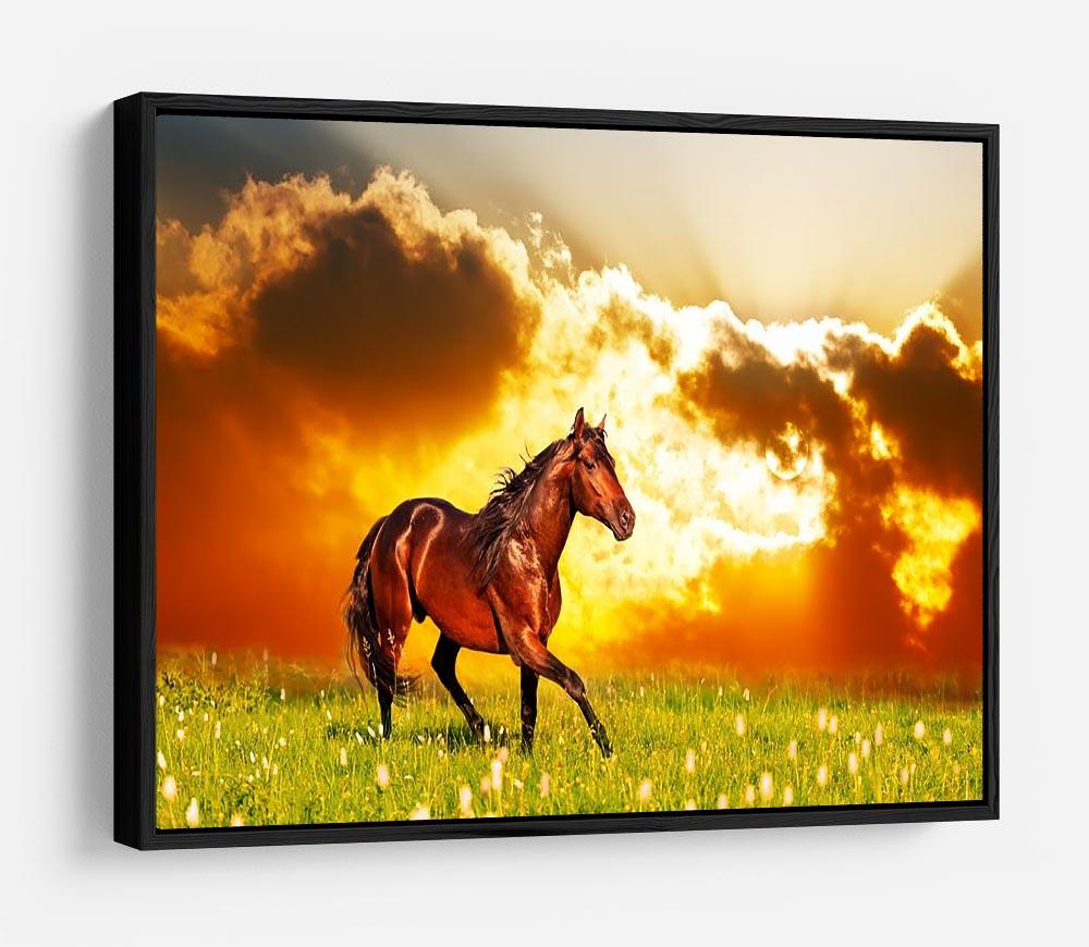 Bay horse skips on a meadow against a sunset HD Metal Print - Canvas Art Rocks - 6