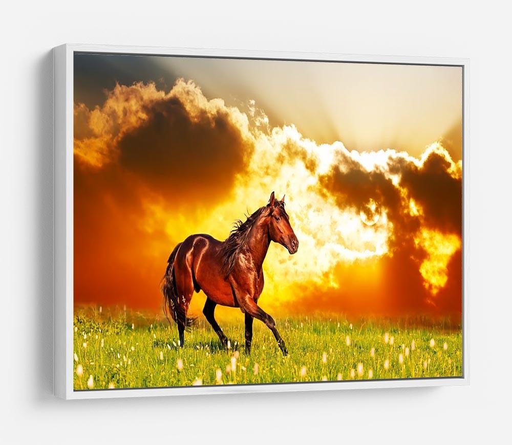 Bay horse skips on a meadow against a sunset HD Metal Print - Canvas Art Rocks - 7