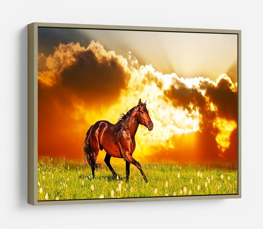 Bay horse skips on a meadow against a sunset HD Metal Print - Canvas Art Rocks - 8