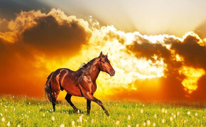 Bay horse skips on a meadow against a sunset Wall Mural Wallpaper