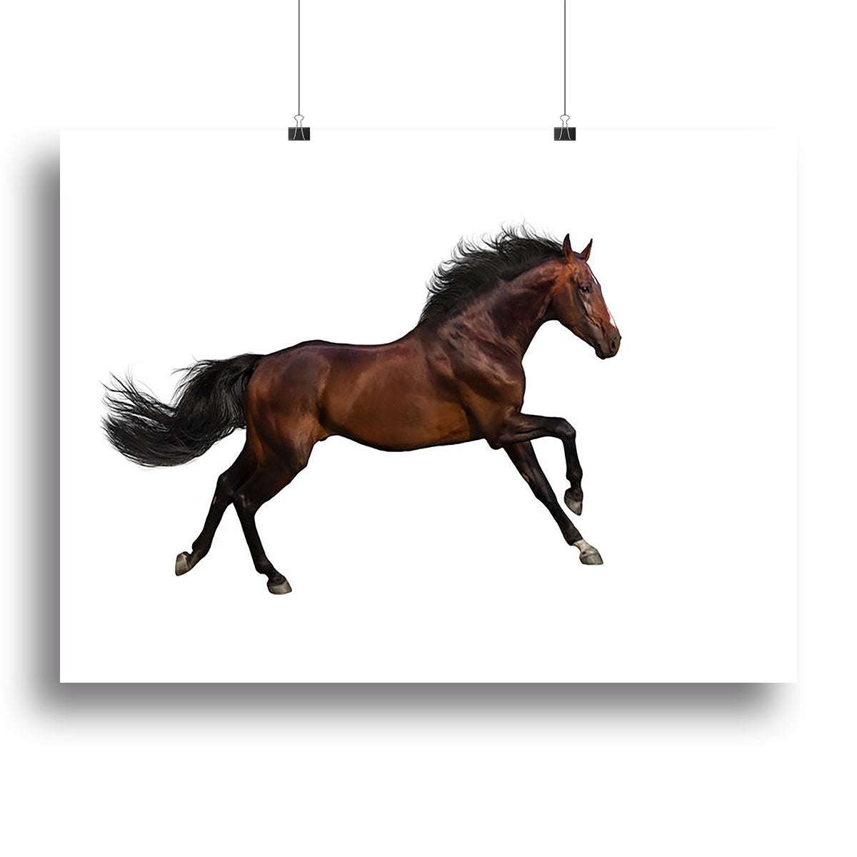 Bay stallion run Canvas Print or Poster
