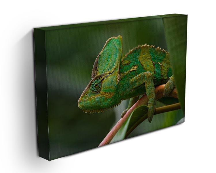 Beaitiful green Jemen chameleon Canvas Print or Poster - Canvas Art Rocks - 3