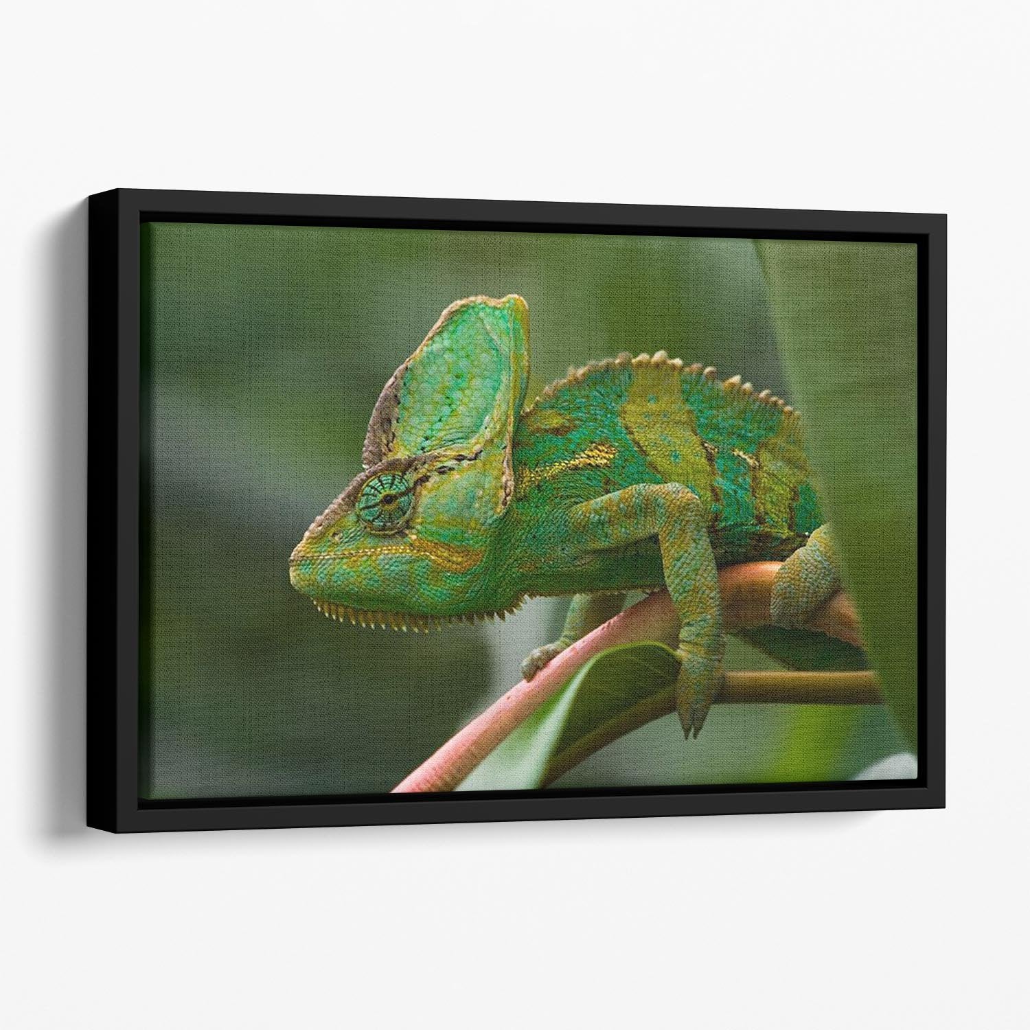 Beaitiful green Jemen chameleon Floating Framed Canvas - Canvas Art Rocks - 1