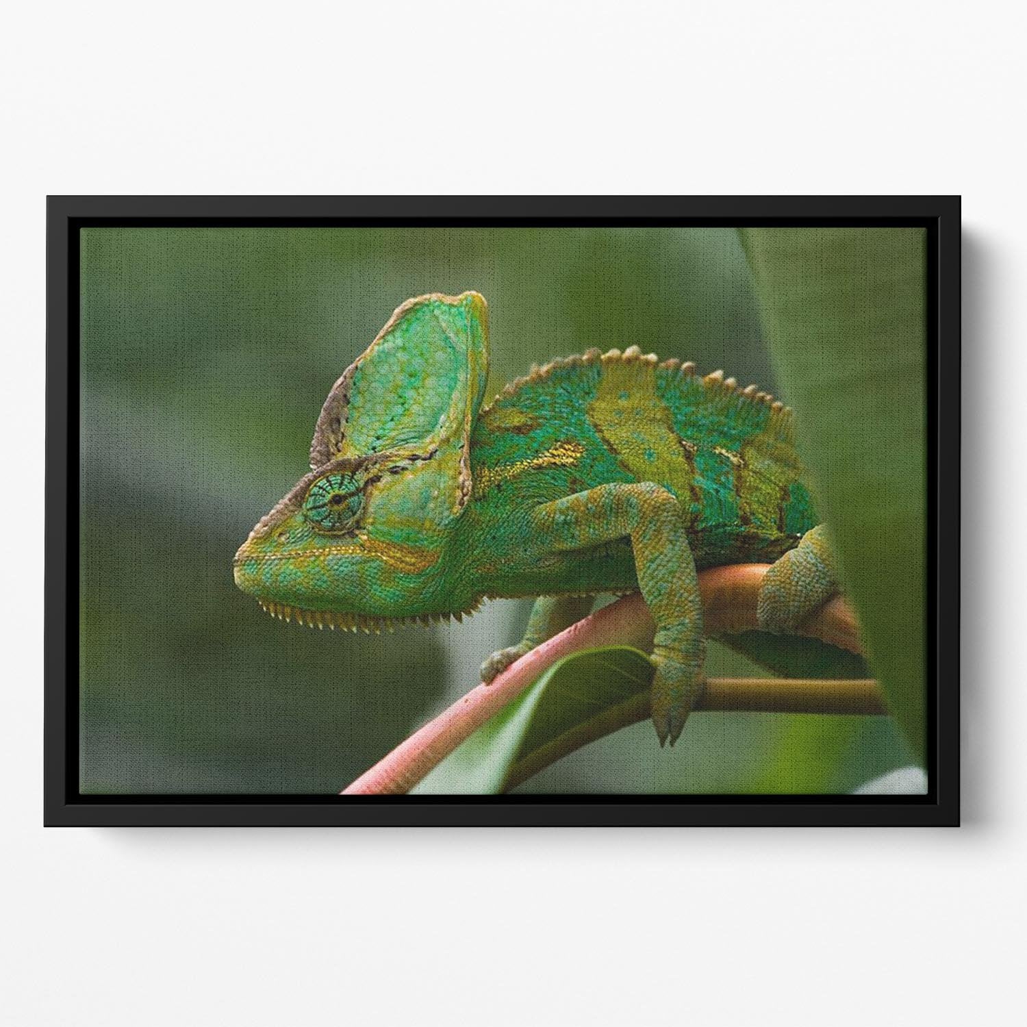 Beaitiful green Jemen chameleon Floating Framed Canvas - Canvas Art Rocks - 2