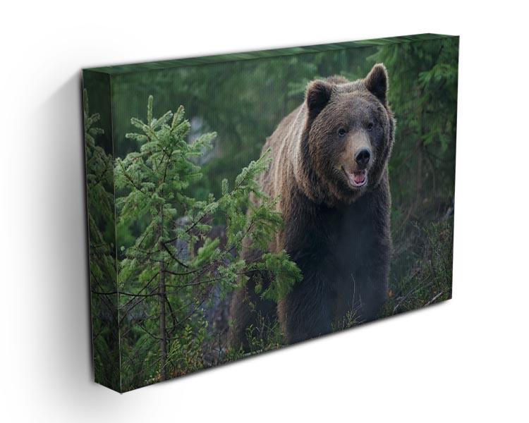 Bear in forest Canvas Print or Poster - Canvas Art Rocks - 3