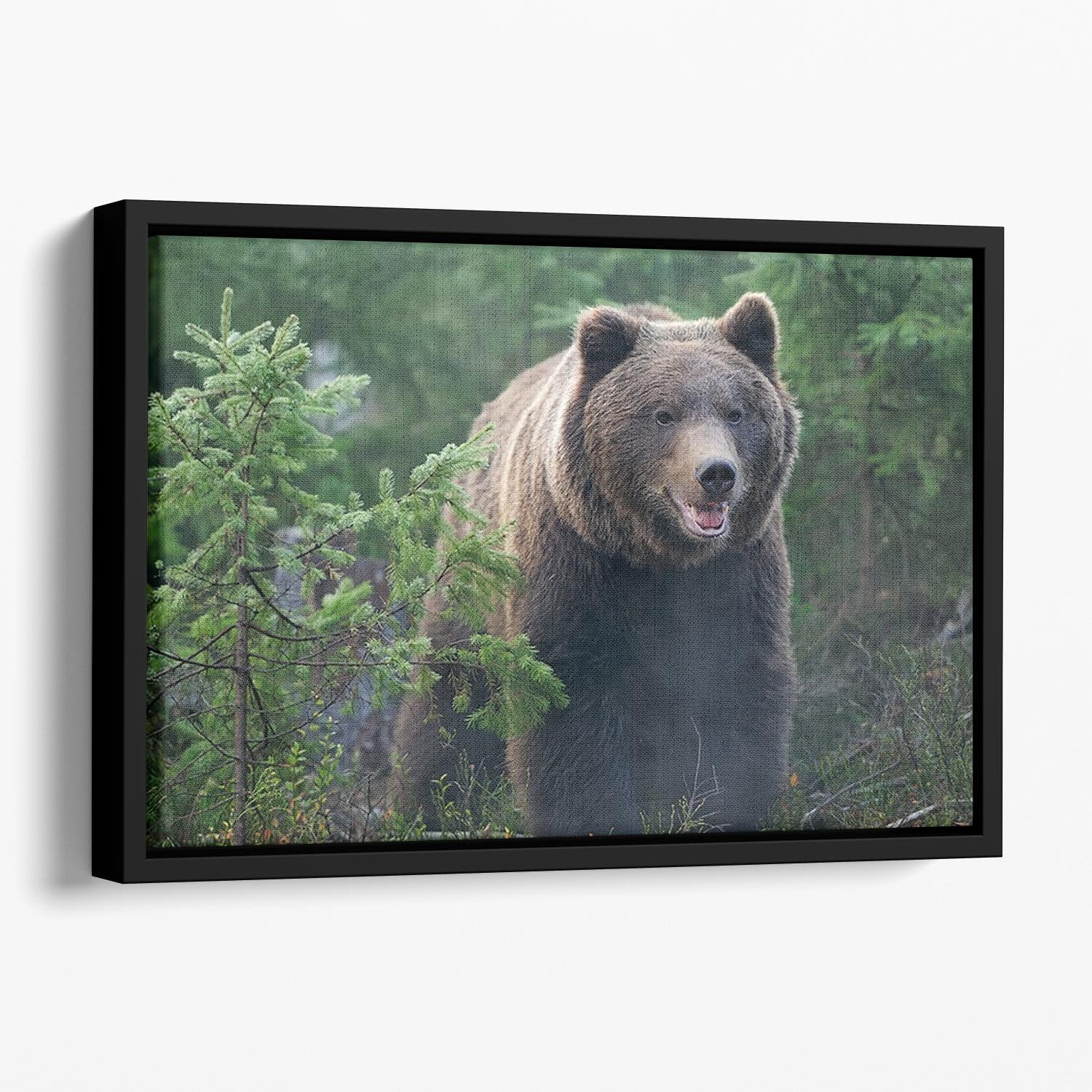Bear in forest Floating Framed Canvas - Canvas Art Rocks - 1