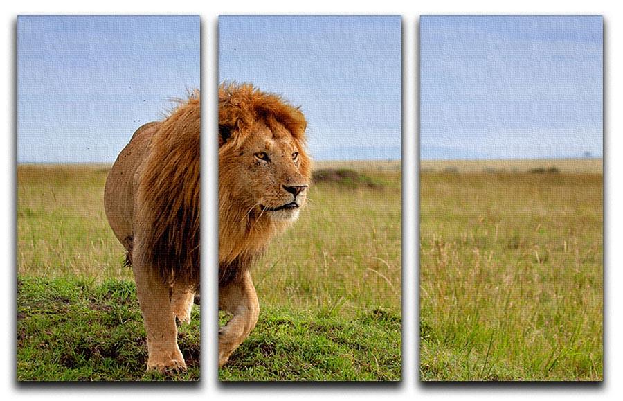 Beautiful Lion Long in Masai Mara 3 Split Panel Canvas Print - Canvas Art Rocks - 1