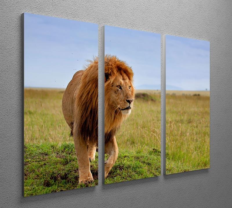Beautiful Lion Long in Masai Mara 3 Split Panel Canvas Print - Canvas Art Rocks - 2