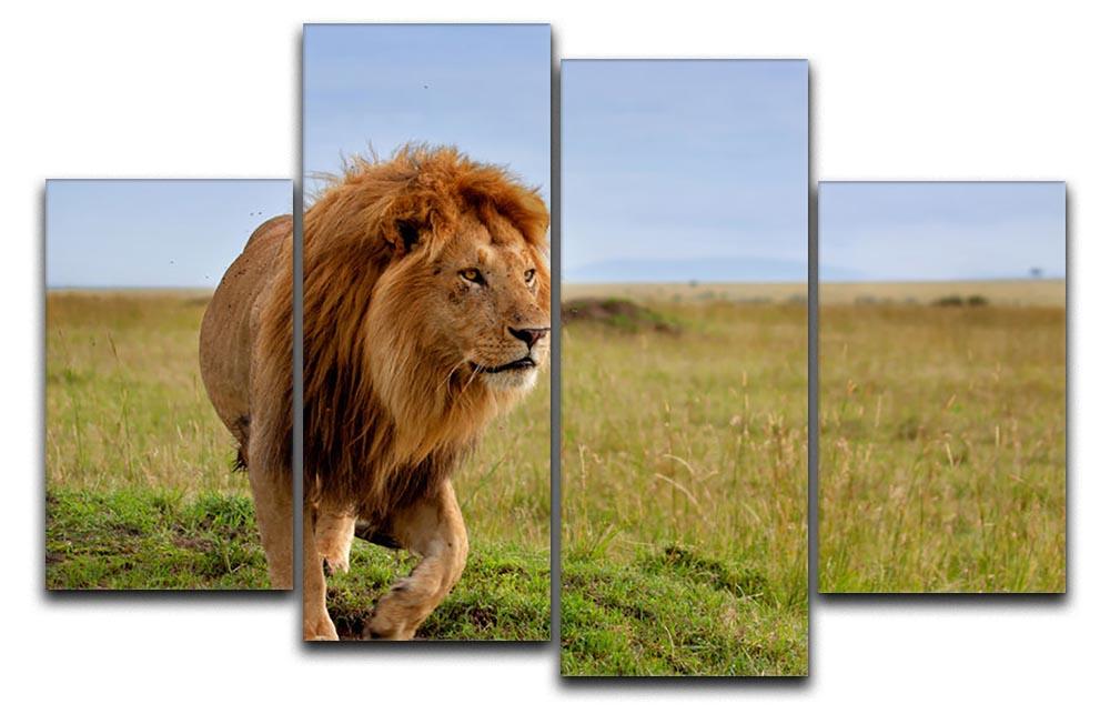 Beautiful Lion Long in Masai Mara 4 Split Panel Canvas - Canvas Art Rocks - 1
