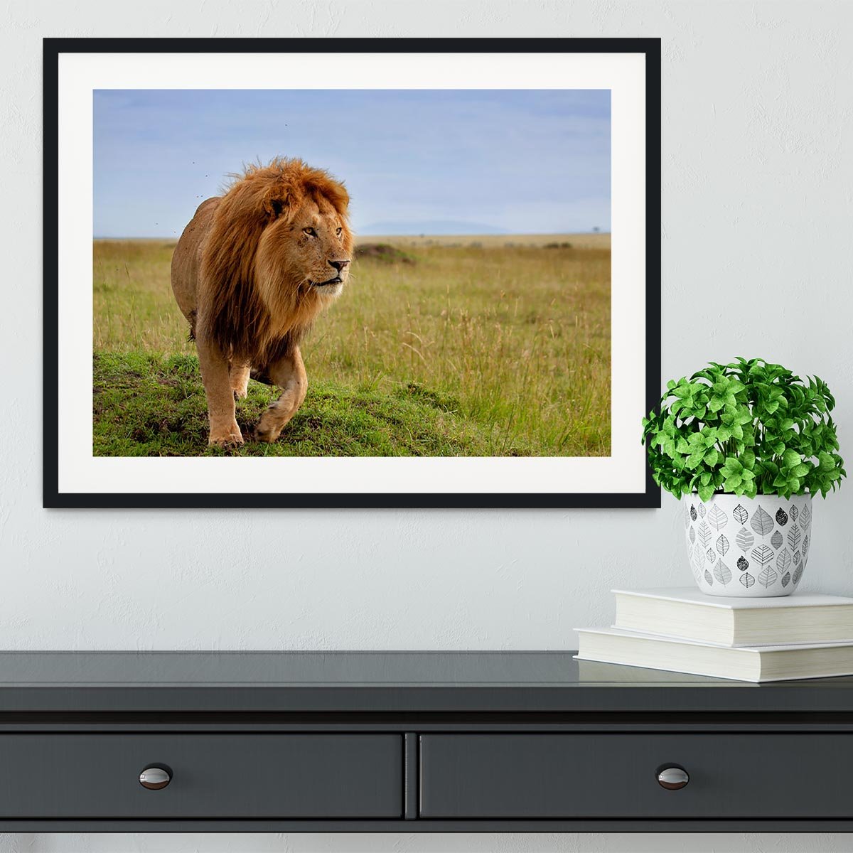 Beautiful Lion Long in Masai Mara Framed Print - Canvas Art Rocks - 1