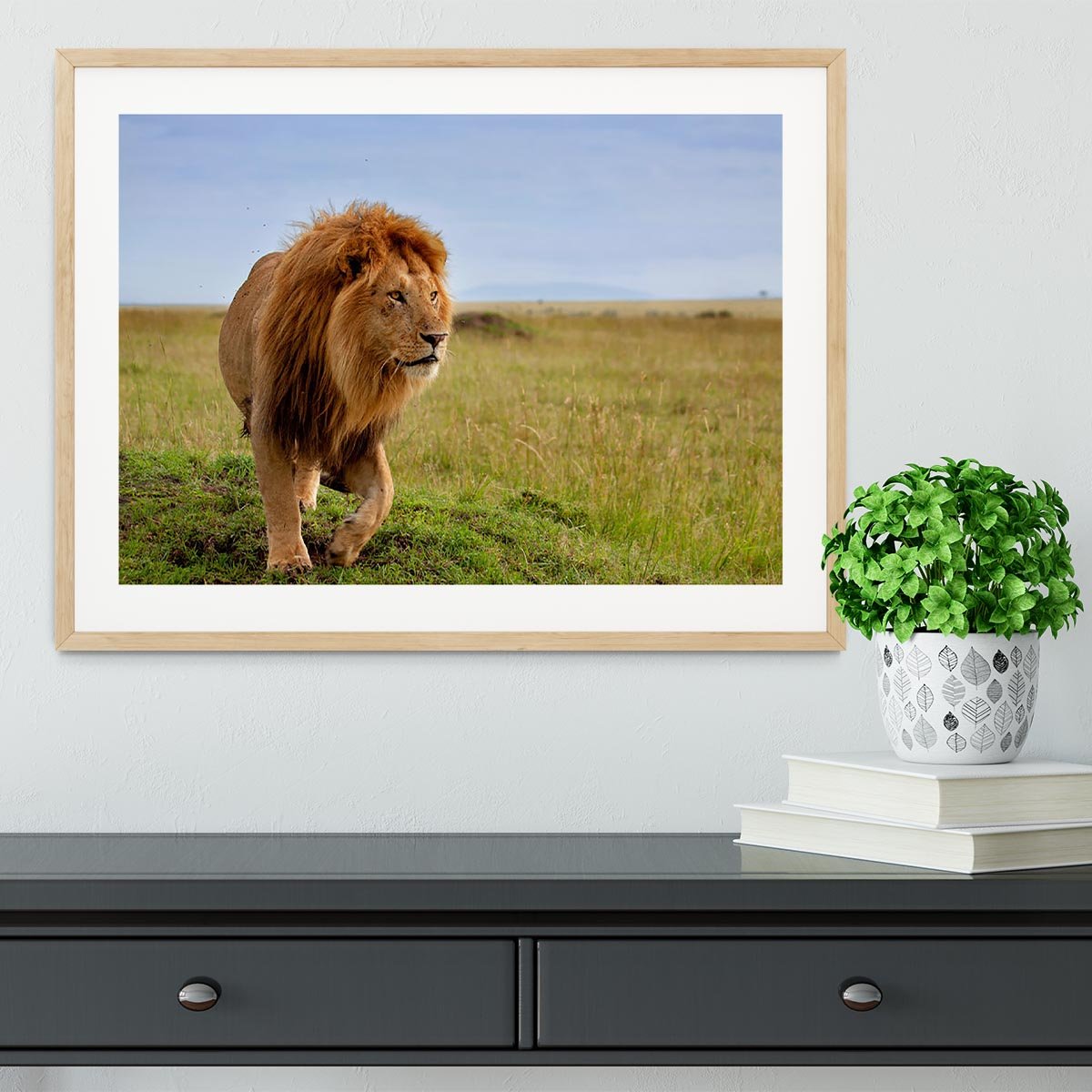 Beautiful Lion Long in Masai Mara Framed Print - Canvas Art Rocks - 3