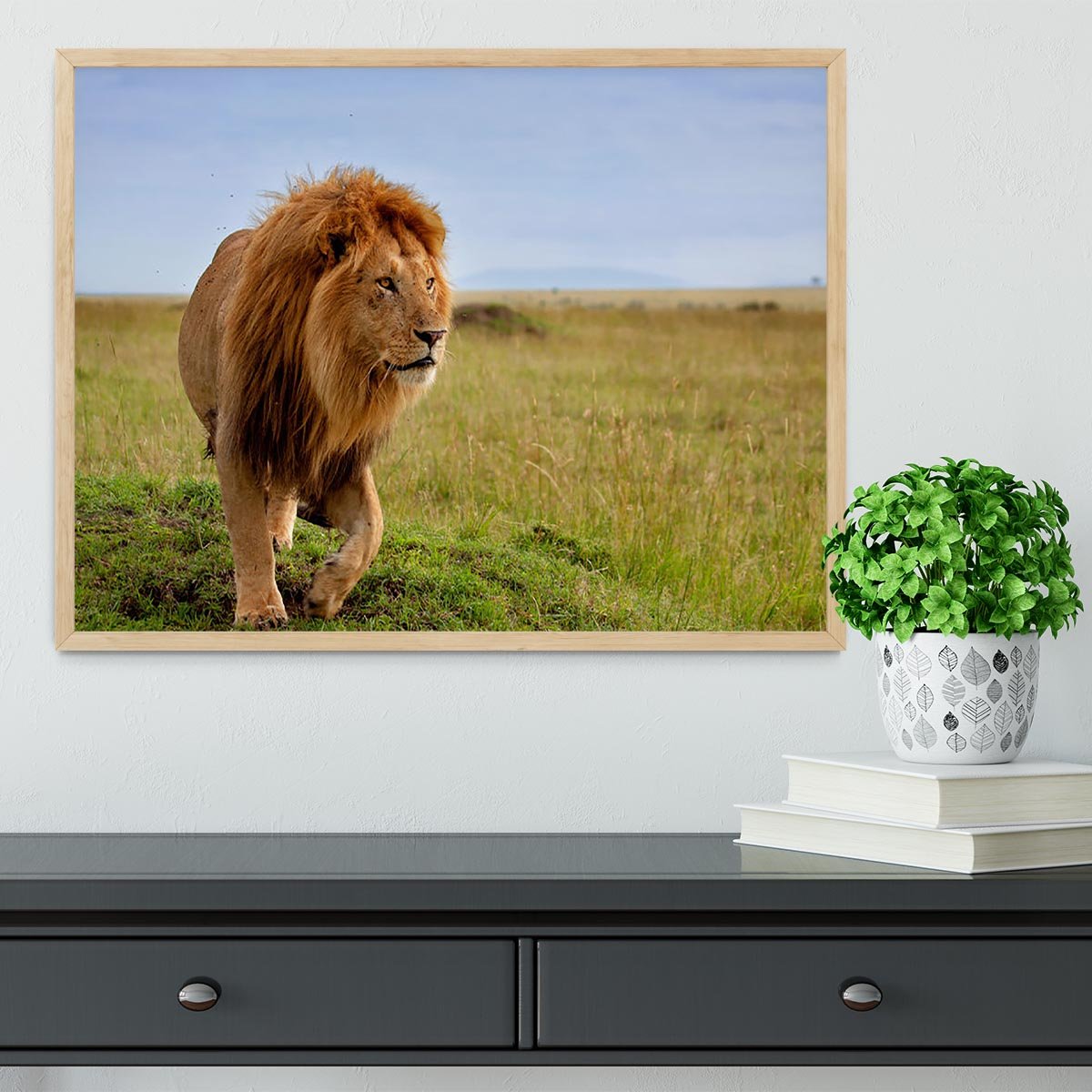 Beautiful Lion Long in Masai Mara Framed Print - Canvas Art Rocks - 4