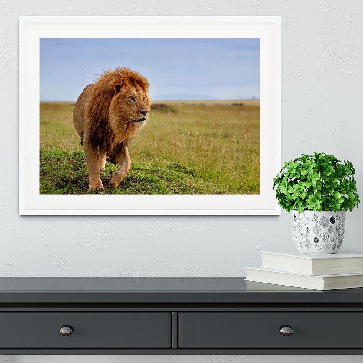 Beautiful Lion Long in Masai Mara Framed Print - Canvas Art Rocks - 5