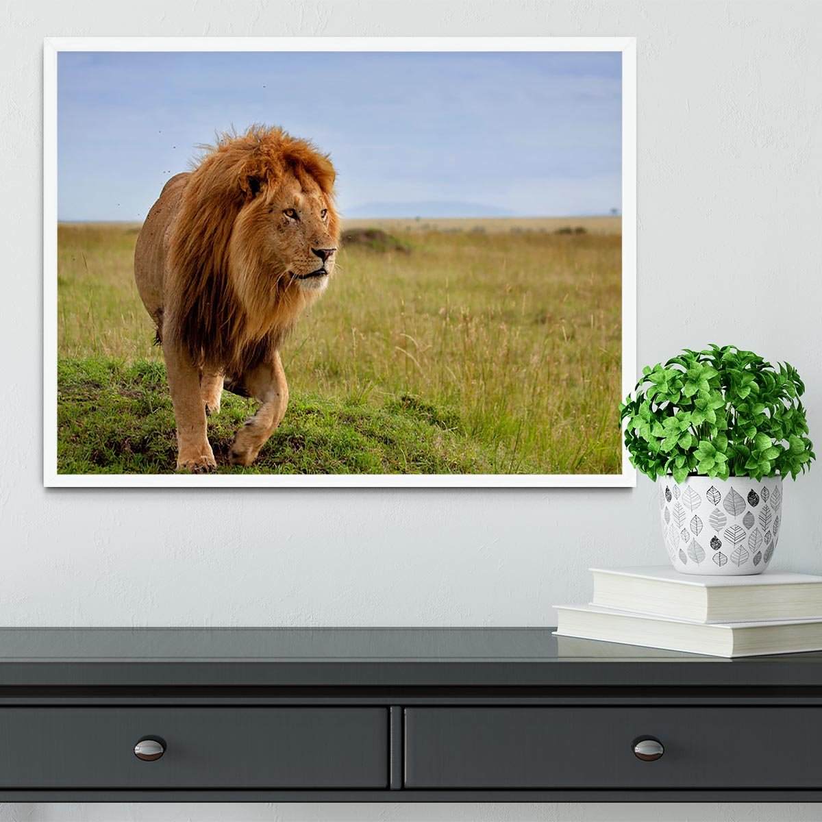 Beautiful Lion Long in Masai Mara Framed Print - Canvas Art Rocks -6