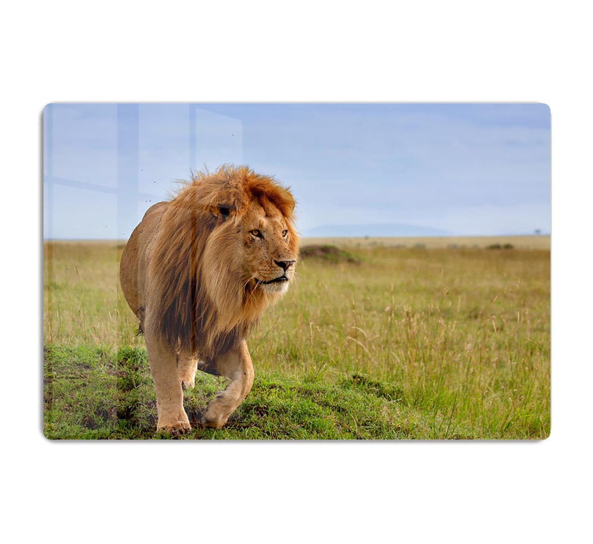 Beautiful Lion Long in Masai Mara HD Metal Print - Canvas Art Rocks - 1