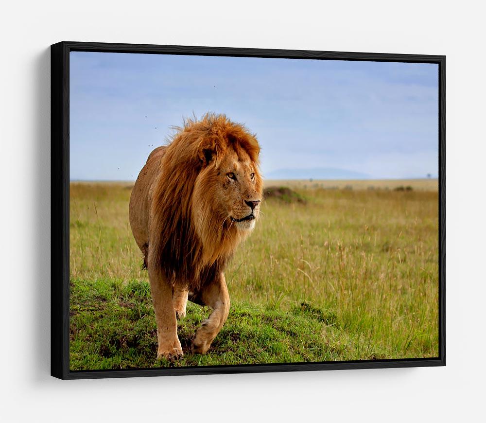 Beautiful Lion Long in Masai Mara HD Metal Print - Canvas Art Rocks - 6