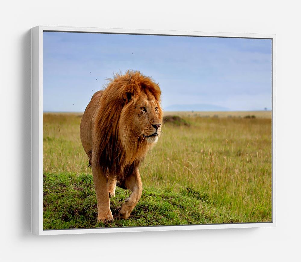 Beautiful Lion Long in Masai Mara HD Metal Print - Canvas Art Rocks - 7