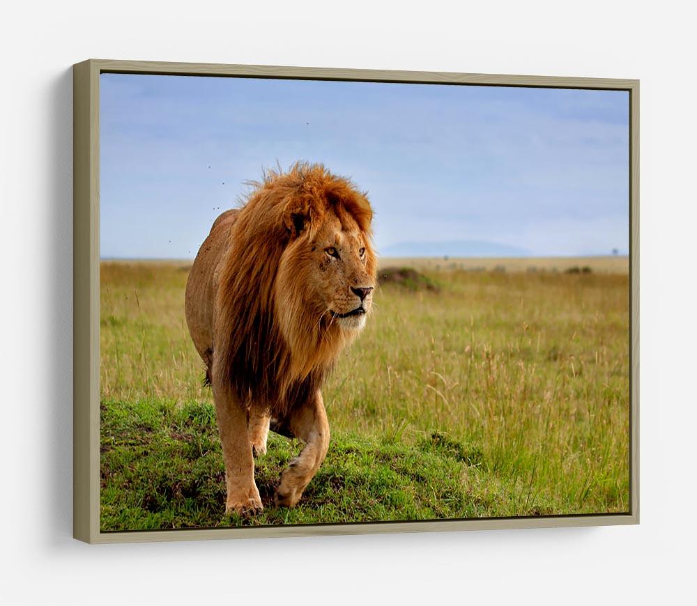 Beautiful Lion Long in Masai Mara HD Metal Print - Canvas Art Rocks - 8