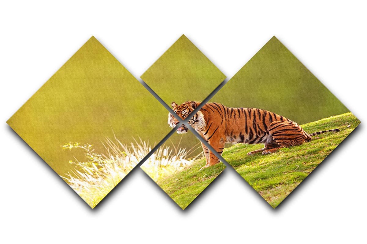Beautiful Sumatran Tiger 4 Square Multi Panel Canvas - Canvas Art Rocks - 1