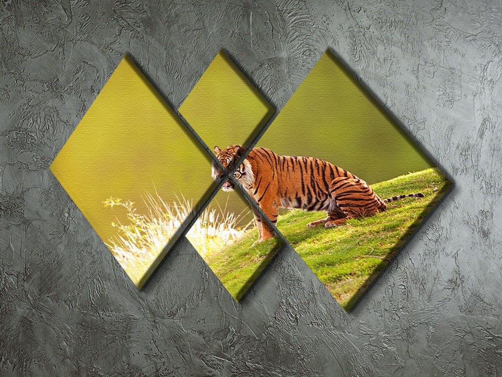 Beautiful Sumatran Tiger 4 Square Multi Panel Canvas - Canvas Art Rocks - 2