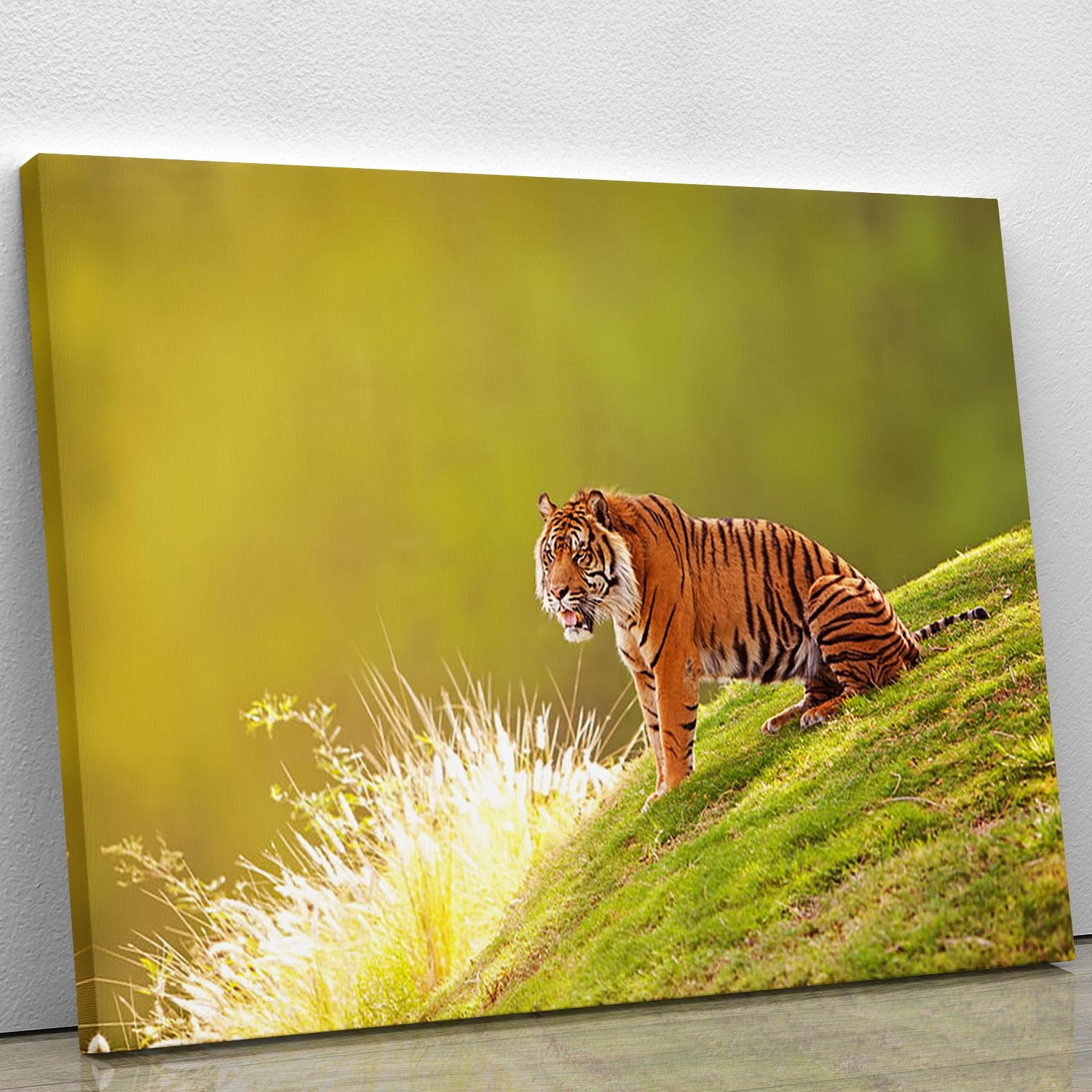 Beautiful Sumatran Tiger Canvas Print or Poster