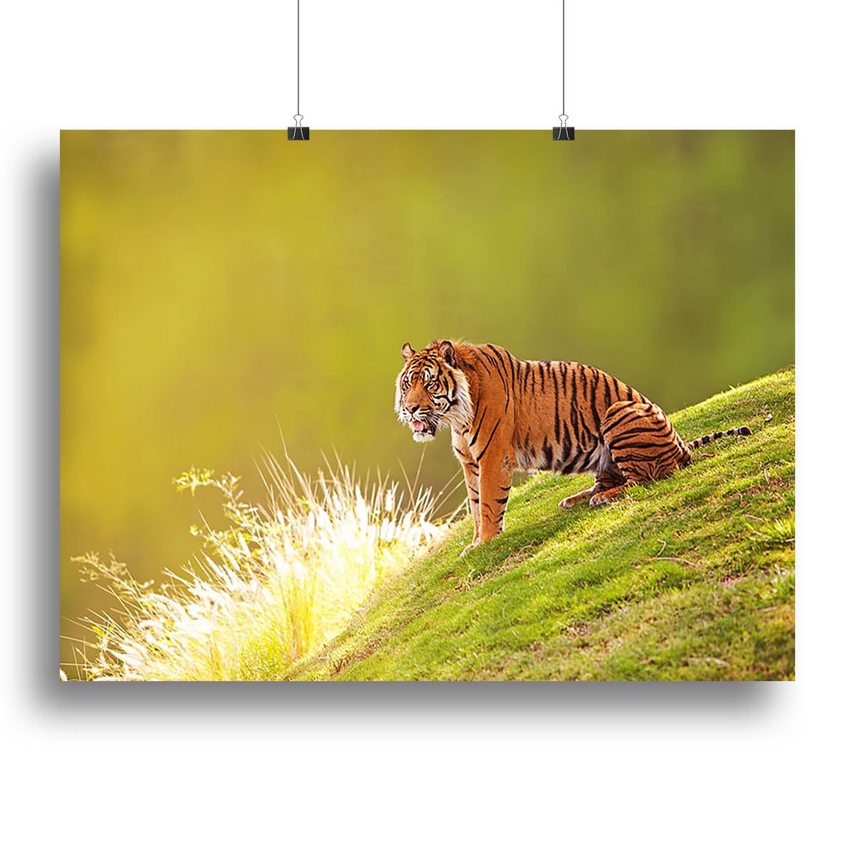 Beautiful Sumatran Tiger Canvas Print or Poster